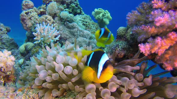 Tropical Clownfish and Sea Anemones