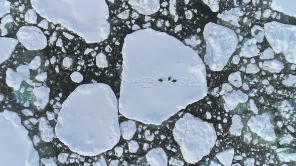 Gentoo Penguin Group Antarctica Ice Aerial View