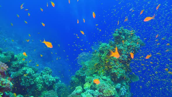 Tropical Fish on Vibrant Coral Reef