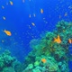 Tropical Fish on Vibrant Coral Reef - VideoHive Item for Sale
