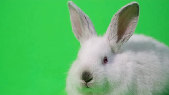 White Rabbit on a Green Background Chromakey