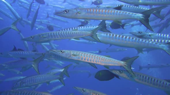 beautiful footage of a tornado of barrracudas panning from down to up while the fish circulating