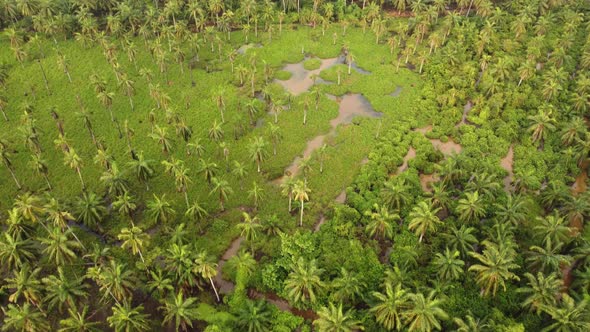 Aerial fly over green coconut and palm tree