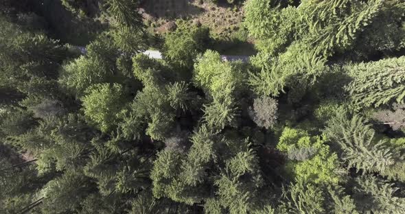 Flight over a forest and a small dirt road which leads through it. Shot in Switzerland while summer.