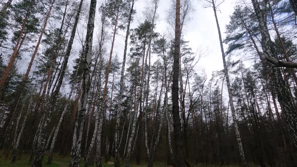Birch Forest with Birches in the Afternoon