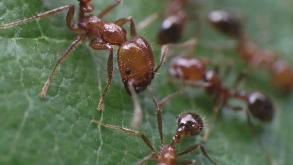 Macro On Copper Brown Head of Fire Ant Approaching Smaller One on Green Leaf Surface 4K
