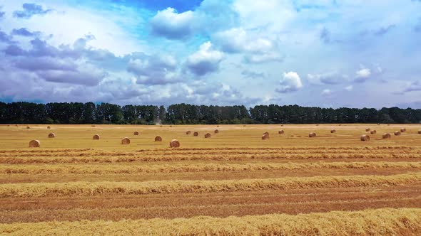 Agricultural field with many pressed bales in summer.