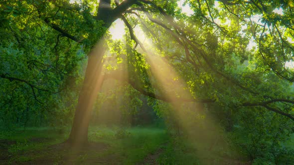 Mystical Magical Summer Forest with Warm Sunbeams