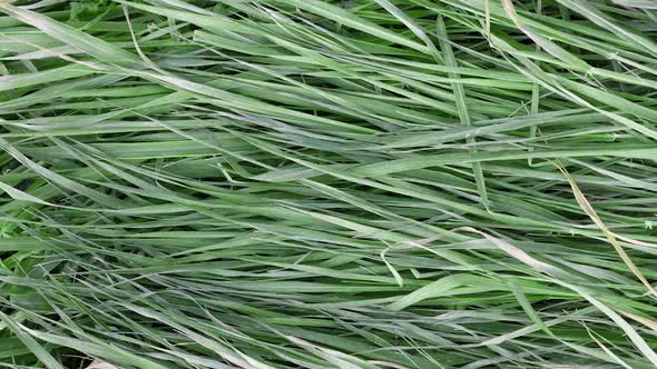 Texture of Long Young Green Grass Lying on the Ground Slow Motion Closeup