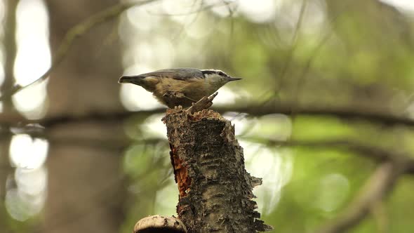 Close up of Red breasted Nuthatch perched on tree stump and takeoff, Canadian Woodland