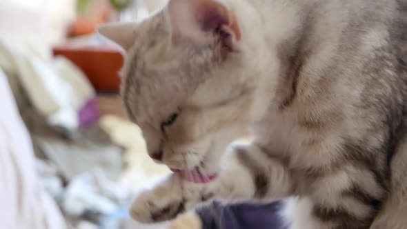 Beautiful Grey Cat Washing Up