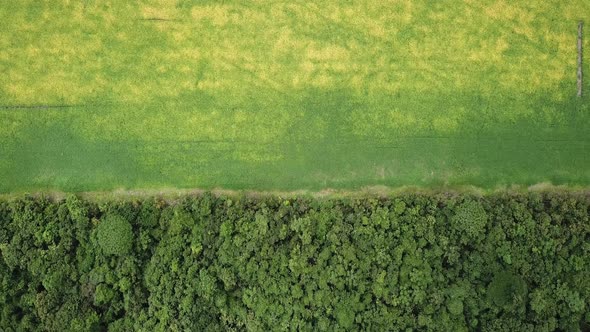 Drone shows soy field next to the Amazon rainforest.