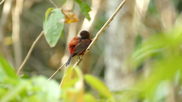 A small red and black bird in Gamboa Rainforest Reserve, Panama, static medium shot