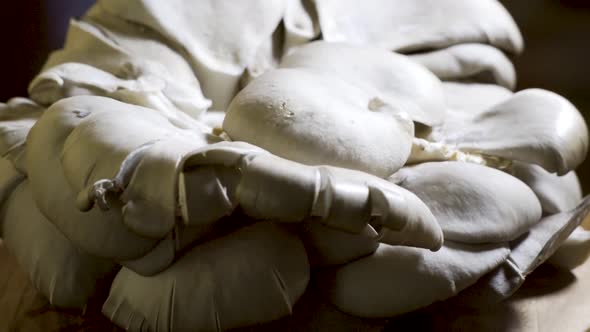 Tight shot of rotating oyster mushrooms,