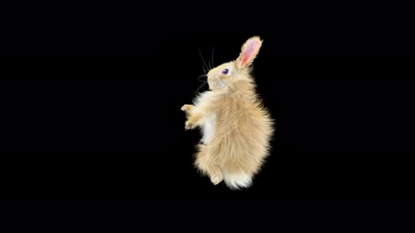 Rabbit Dancing 4K