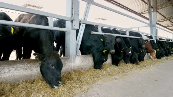 Agriculture Livestock Farm or Ranch