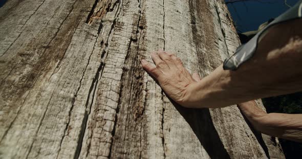 an Old Man's Hand Touches a Tree Trunk
