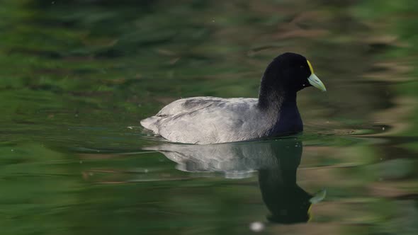 White-winged Coot With Black Plumage Swimming In Pond Water. close up