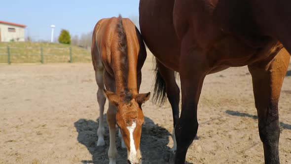 The foal with his mother on the pasture, close up