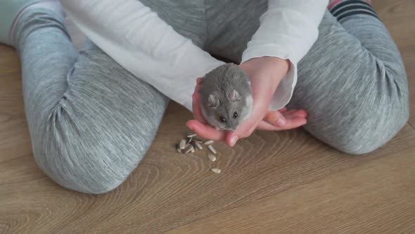 The hand of the child feeding the little dzungarian hamster with sunflower