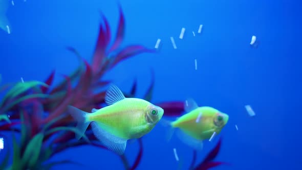 Fish Swimming In The Aquarium