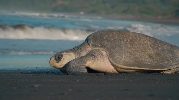 large turtle hurrying along beach towards strong ocean waves