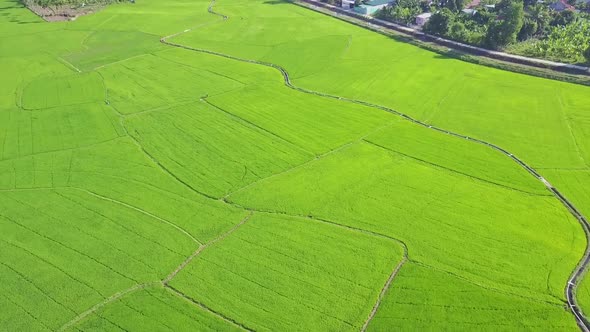 Panoramic View Immense Rice Fields Under Sunlight