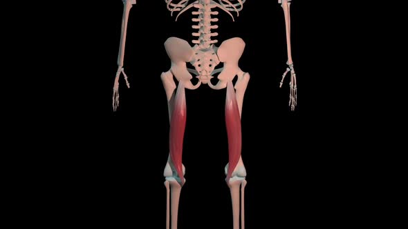 Semitendinosus Muscles Full Roration Loop