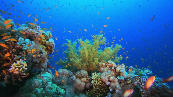 Underwater Colorful View