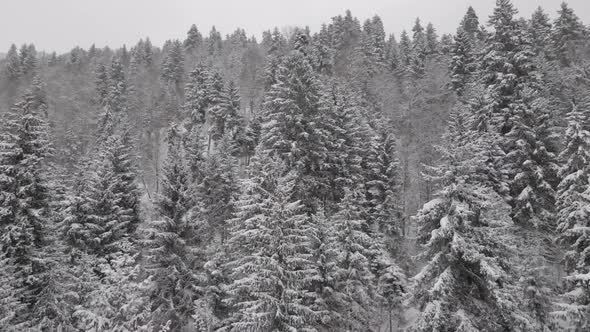 Flight above winter forest in Bakuriani, Georgia