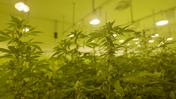 Low angle view of tall cannabis plant in professional nursery