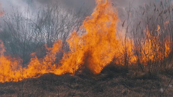 Fire in the Forest. Burning Dry Grass, Trees and Reeds. Wildfire. Slow Motion.