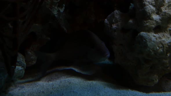 A Yellowtail snapper lurks and swims out of a small dark cavern