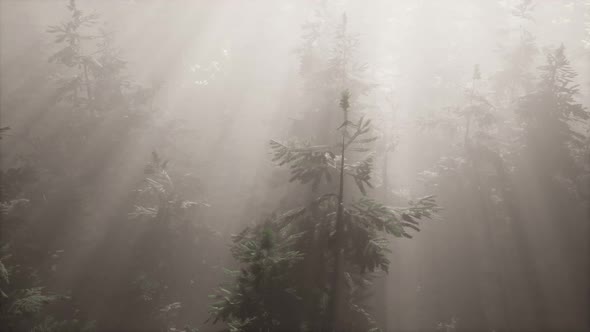 Aerial Sunrays in Forest with Fog alt