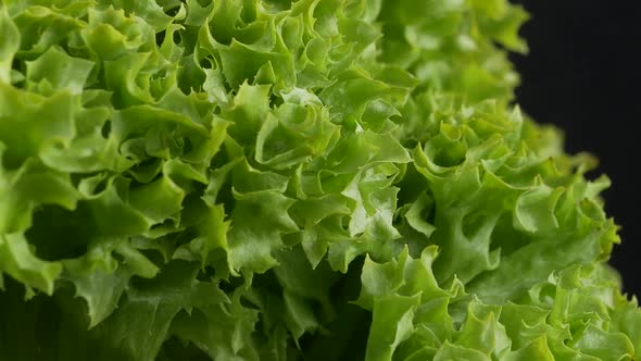 Fresh green Lettuce salad background