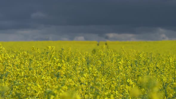 Video of rapeseed field in rainy day