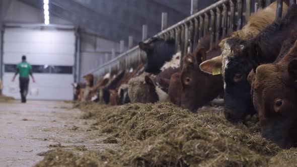 Row of norwegian red cows eating hay in a cowshed.