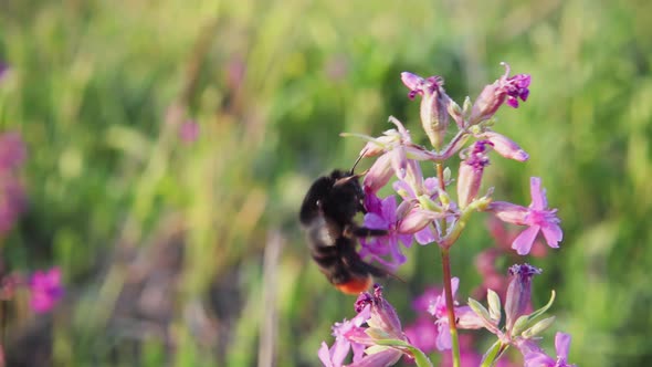 Bumblebee collects nectar from a flower and takes off, slow motion 250p