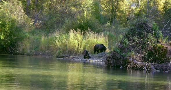 A Grizzly sow and her cub are on shore, eating fish, beside the river.