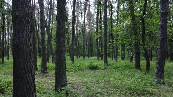 Beautiful Green Forest on a Summer Day Slow Motion