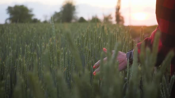 Woman Walks Through a Green Wheat Field and Touches the Ears of Wheat with Her Hands Against the