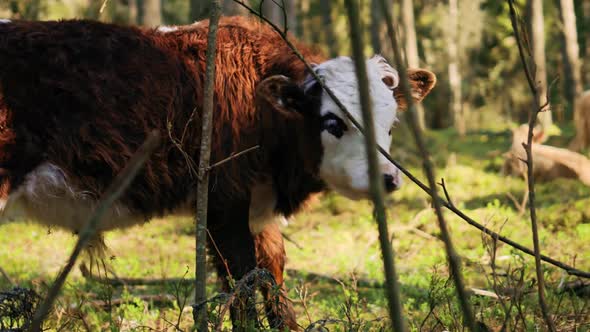 Highland Cow Grazing in Forest Eating Trees