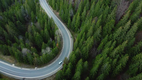 Drone Aerial Shot of Flying Over Spruce Conifer Treetops and Road