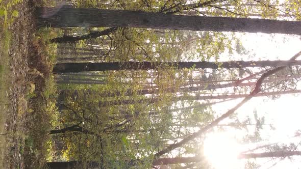 Vertical Video of a Forest Landscape on an Autumn Day in Ukraine