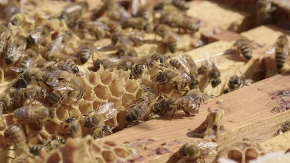 BEEKEEPING - Worker beese around honeycomb of beehive, slow motion close up