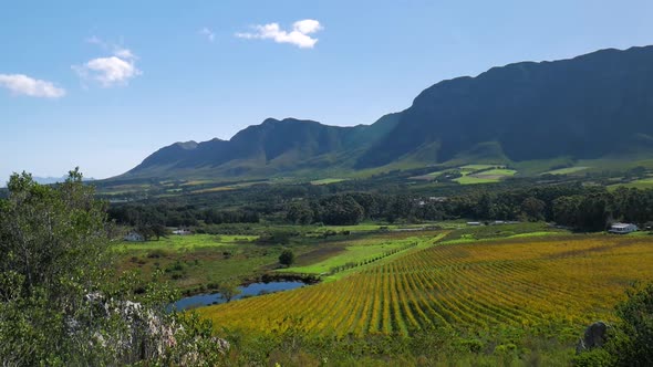 Scenic view of valley and mountains in distance with vast vineyards spread out