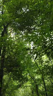 Vertical Video of Green Forest By Day