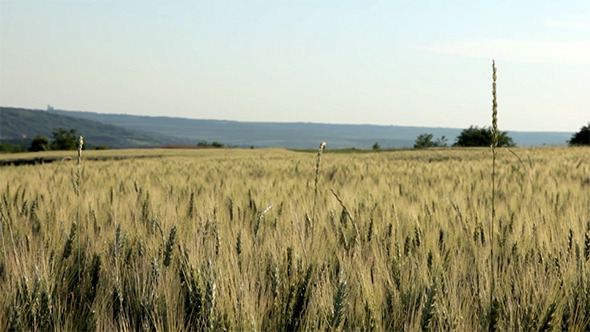 Wheat Field In A Summer Breeze