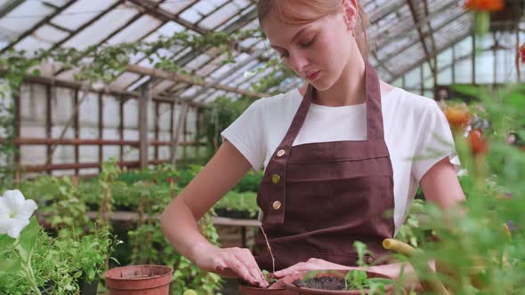 Girl in an Apron at Work in a Greenhouse Transplants Flowers Slowmotion Video