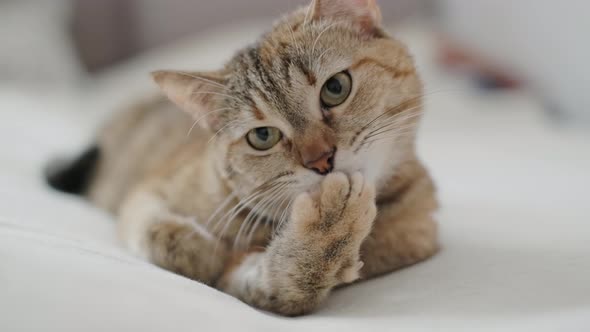 Ginger Cat Lies on the Bed and Washes